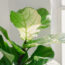 What Your Fiddle Leaf Fig Needs in June – 5 Simple Care Tasks for Shiny Leaves and Healthy Growth