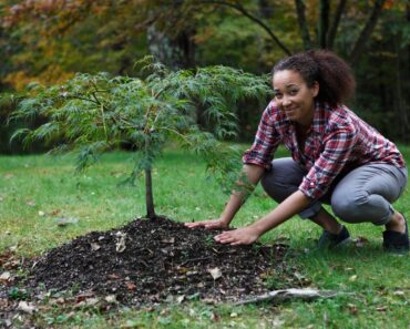 What Your Japanese Maple Needs in July for Blazing Color That Lasts All Season – 5 Easy Tasks to Do Now