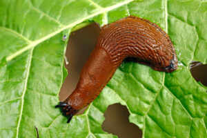 What’s Eating Your Plants? How to Identify Leaf Damage and Stop the Culprit Fast