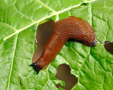 What’s Eating Your Plants? How to Identify Leaf Damage and Stop the Culprit Fast