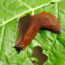 What’s Eating Your Plants? How to Identify Leaf Damage and Stop the Culprit Fast