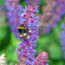 10 Ravishing Purple Flowers to Grow for the Most Beautiful Garden Borders of All Time – Get Ready to Swoon!
