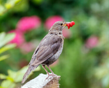 10 Time-Saving Garden Cheats to Make Life Easier in This Crazy Heat