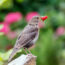 10 Time-Saving Garden Cheats to Make Life Easier in This Crazy Heat
