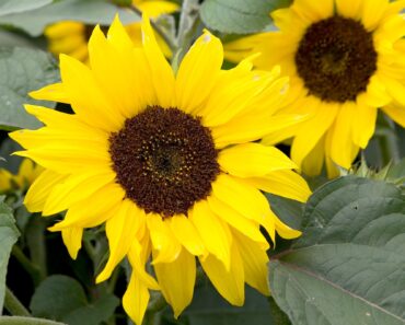 26 brilliant plants that feed birds the natural (and disease-free) way 26 brilliant plants that feed birds the natural (and disease-free) way