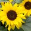 26 brilliant plants that feed birds the natural (and disease-free) way