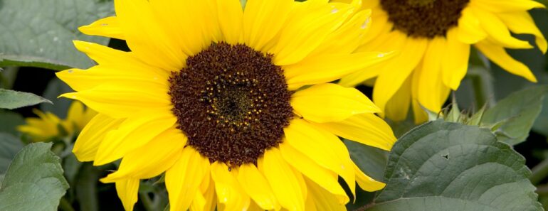 26 brilliant plants that feed birds the natural (and disease-free) way 26 brilliant plants that feed birds the natural (and disease-free) way