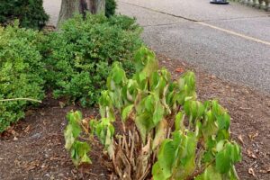 3 Signs Your Plants Are Thirsty – Even if the Soil Feels Wet