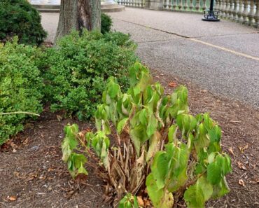 3 Signs Your Plants Are Thirsty – Even if the Soil Feels Wet 3 Signs Your Plants Are Thirsty – Even if the Soil Feels Wet