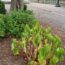 3 Signs Your Plants Are Thirsty – Even if the Soil Feels Wet