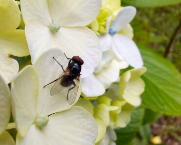 5 Mistakes You’re Making That Are Attracting Flies – Keep Flies Away Out of Your House and Away From Your Patio This Summer
