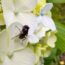 5 Mistakes You’re Making That Are Attracting Flies – Keep Flies Away Out of Your House and Away From Your Patio This Summer