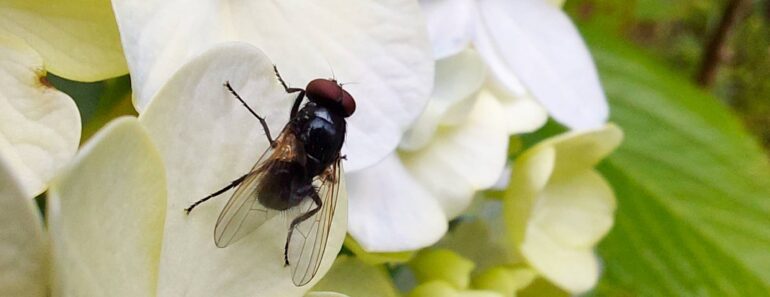 5 Mistakes You’re Making That Are Attracting Flies – Keep Flies Away Out of Your House and Away From Your Patio This Summer 5 Mistakes You’re Making That Are Attracting Flies – Keep Flies Away Out of Your House and Away From Your Patio This Summer