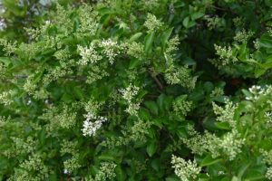 5 Privacy Shrubs That Don’t Become Fire Hazards in Summer – Say Goodbye to Crispy Hedges and Hello to Lush Alternatives