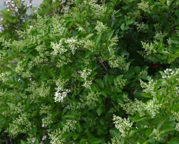 5 Privacy Shrubs That Don’t Become Fire Hazards in Summer – Say Goodbye to Crispy Hedges and Hello to Lush Alternatives 5 Privacy Shrubs That Don’t Become Fire Hazards in Summer – Say Goodbye to Crispy Hedges and Hello to Lush Alternatives