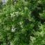 5 Privacy Shrubs That Don’t Become Fire Hazards in Summer – Say Goodbye to Crispy Hedges and Hello to Lush Alternatives