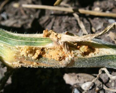6 Pests to Guard Against in July – Nip Them in the Bud Before They Ruin Your Garden 6 Pests to Guard Against in July – Nip Them in the Bud Before They Ruin Your Garden