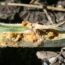 6 Pests to Guard Against in July – Nip Them in the Bud Before They Ruin Your Garden
