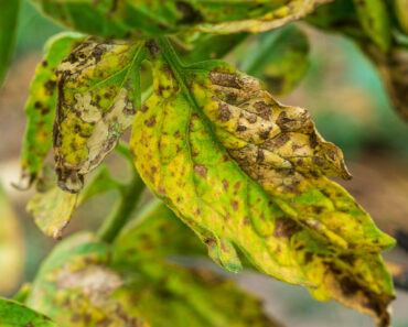 6 Vegetable Diseases to You’ll See in July – Treat Them Now Before They Ruin Your Crops 6 Vegetable Diseases to You’ll See in July – Treat Them Now Before They Ruin Your Crops