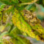 6 Vegetable Diseases to You’ll See in July – Treat Them Now Before They Ruin Your Crops