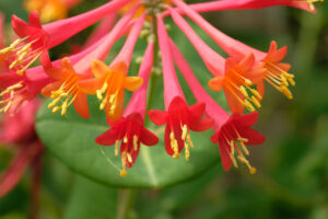 7 Beautiful Vines That Cool Down Your Home on Hot Days – All Hail Nature’s Living Awnings!