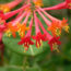 7 Beautiful Vines That Cool Down Your Home on Hot Days – All Hail Nature’s Living Awnings!