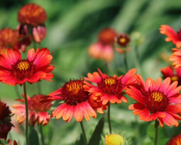 7 Flowering Perennials That Thrive in 95°F Heat – And Still Look Gorgeous 7 Flowering Perennials That Thrive in 95°F Heat – And Still Look Gorgeous