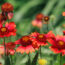 7 Flowering Perennials That Thrive in 95°F Heat – And Still Look Gorgeous