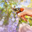7 Plants to Prune in July Before it’s Too Late – Next Year’s Flowers Depend On the Right Timing