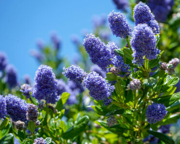 7 Surprisingly Flammable Plants You Should Keep Away from Fireworks