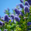 7 Surprisingly Flammable Plants You Should Keep Away from Fireworks