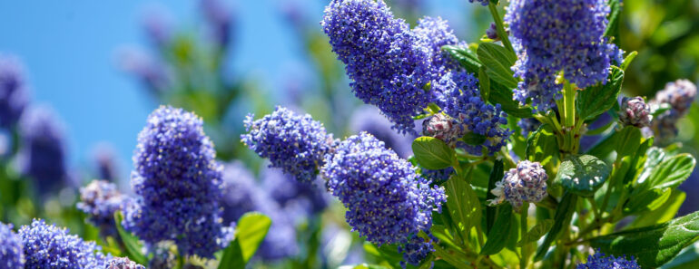 7 Surprisingly Flammable Plants You Should Keep Away from Fireworks 7 Surprisingly Flammable Plants You Should Keep Away from Fireworks