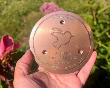 A Heatwave Can Spoil Bird Bath Water Fast – This Simple Copper Trick Keeps It Fresher for Longer A Heatwave Can Spoil Bird Bath Water Fast – This Simple Copper Trick Keeps It Fresher for Longer