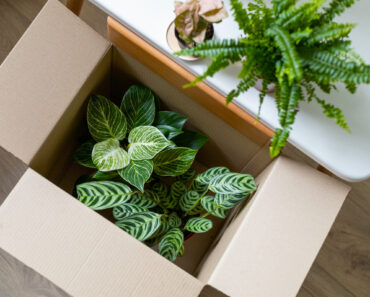 Can You Take Garden Plants With You When You Move? A Lawyer Explains the Do’s and Don’ts to Avoid Legal Trouble Can You Take Garden Plants With You When You Move? A Lawyer Explains the Do’s and Don’ts to Avoid Legal Trouble