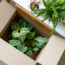 Can You Take Garden Plants With You When You Move? A Lawyer Explains the Do’s and Don’ts to Avoid Legal Trouble