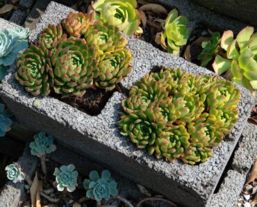 Cinder Blocks Get a Bad Rap, but They’re Actually an Amazing Container Garden Alternative – And They Cost Less Than $3! Cinder Blocks Get a Bad Rap, but They’re Actually an Amazing Container Garden Alternative – And They Cost Less Than $3!