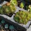Cinder Blocks Get a Bad Rap, but They’re Actually an Amazing Container Garden Alternative – And They Cost Less Than $3!