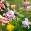 Cut Back These 5 Flowers in July to Keep Gorgeous Blooms Coming Through Summer and Into Fall