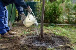 Do These 5 Things in July to Keep Your Trees Healthy and Thriving