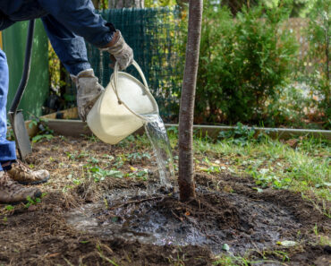 Do These 5 Things in July to Keep Your Trees Healthy and Thriving