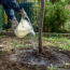 Do These 5 Things in July to Keep Your Trees Healthy and Thriving