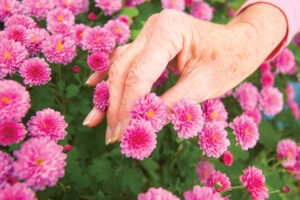 Don’t Ignore Mums in July, It’s When Fall Flowers Form – Do These 5 Easy Tasks Now to Ensure Huge Autumn Blooms