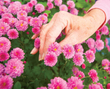Don’t Ignore Mums in July, It’s When Fall Flowers Form – Do These 5 Easy Tasks Now to Ensure Huge Autumn Blooms Don’t Ignore Mums in July, It’s When Fall Flowers Form – Do These 5 Easy Tasks Now to Ensure Huge Autumn Blooms
