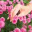 Don’t Ignore Mums in July, It’s When Fall Flowers Form – Do These 5 Easy Tasks Now to Ensure Huge Autumn Blooms