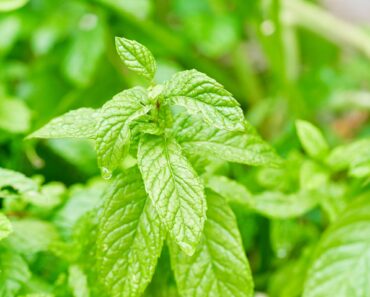 Don’t Leave an Old Wasp Nest Spot Empty – Hang These 6 Plants To Stop Them Coming Back Don’t Leave an Old Wasp Nest Spot Empty – Hang These 6 Plants To Stop Them Coming Back