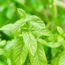 Don’t Leave an Old Wasp Nest Spot Empty – Hang These 6 Plants To Stop Them Coming Back