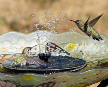 Don’t Let Birds Struggle This July – These 6 Easy Additions Turn Your Backyard Into a Summer Refuge Don’t Let Birds Struggle This July – These 6 Easy Additions Turn Your Backyard Into a Summer Refuge