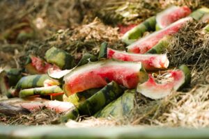 Don’t Throw Out Overripe Watermelon – It Has a Secret Use in the Garden