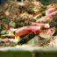 Don’t Throw Out Overripe Watermelon – It Has a Secret Use in the Garden