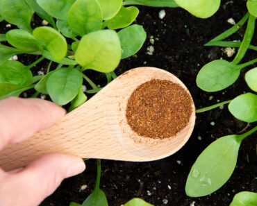Experts Say All Garden Pests Hate This Kitchen Spice – How to Use It and What It Can (and Can’t) Do for Your Garden